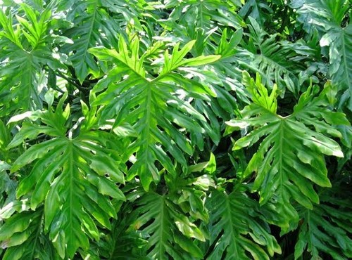 LACY TREE PHILODENDRON 10 SEEDS PHILODENDRON SELLOUM - 第 1/7 張圖片