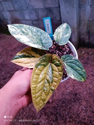 Anthurium Radicans Variegated Five Leaf Beauty Plant Real Picture Price $1750