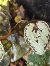 Begonia Dinhdui Silver Starter Live Plant Growers Choice