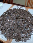 Lincoln Wheat pennies 1909-1958 5 lbs Pounds Circulated Bulk Lot unsearched.