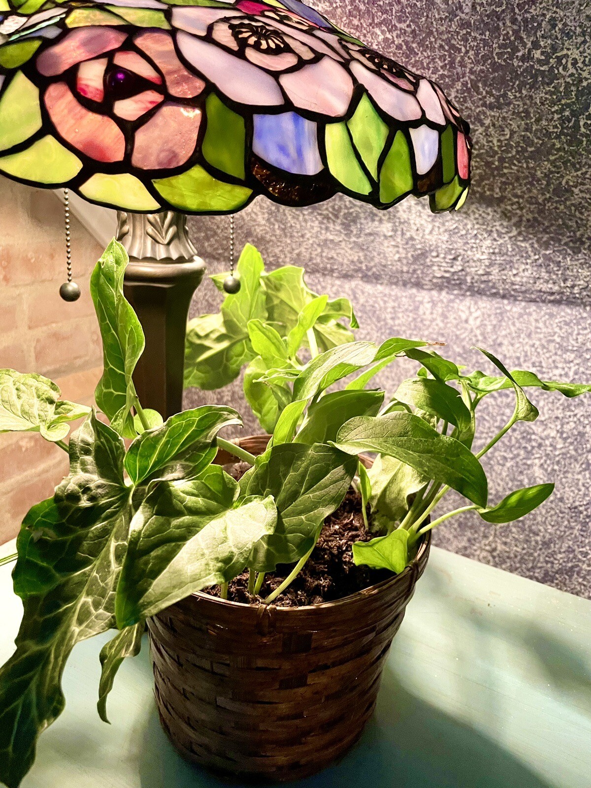 5 Live Plants ARUM ITALICUMLords & LadiesOrange CandleflowerCuckoo's