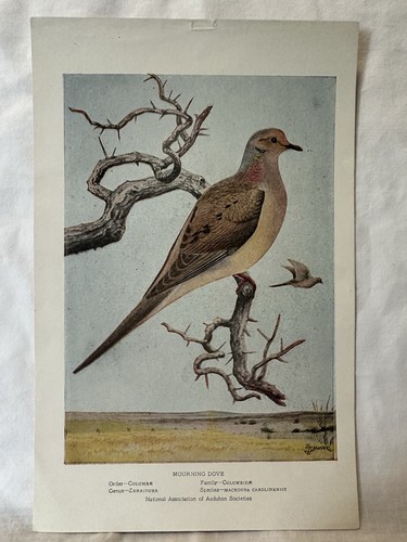 Vintage Bird Prints - National Assoc. Of Audubon Societies - Educational Leaflet - Picture 3 of 22