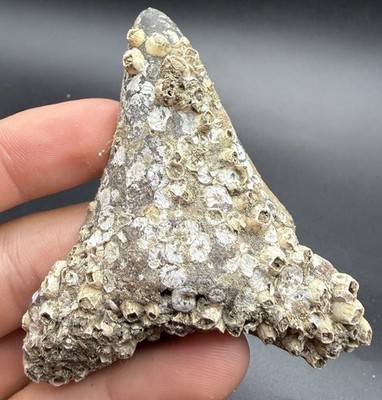 MYSTERY MEGALODON SHARK TOOTH 3.1  AUTHENTIC ALL NATURAL FOSSIL 100% REAL