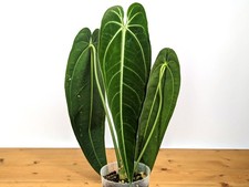 Anthurium warocqueanum Queen 5 inch pot - 2 leaves per plant, leaves 6-12" long