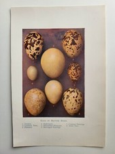 Old Vintage Colour Print 1925 Eggs of British Birds Pheasant Partridge Dotterel