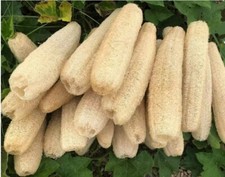 50 Luffa luffah loofa Sponge Gourd Seeds