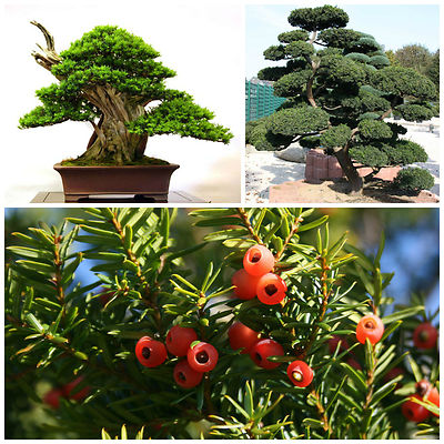 10 semi di Taxus cuspidata, Tasso cuspidata, semi bonsai | eBay.de