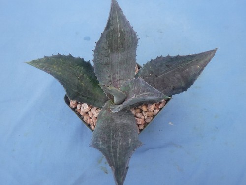 Night Owl BLACK Mangave STARTER Plant NICE Quality! 4-6" Wide! Super Dark! - 第 4/19 張圖片