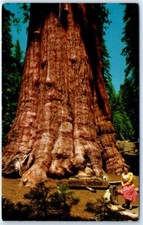Postcard - General Sherman Tree, Sequoia National Park, California, USA