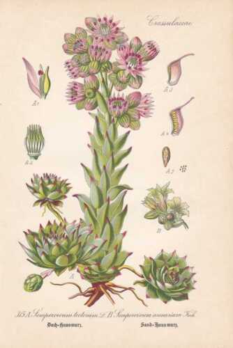 Sempervivum tectorum - roof house root THOME lithograph 1886 thunder root - Picture 1 of 1