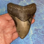MEGALODON SHARK TOOTH 4.32”  HUGE TEETH MEG SCUBA DIVER DIRECT FOSSIL NC 1500