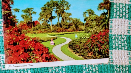 SCHÖNE POSTKARTE FLORIDAS ZYPRESSENGÄRTEN FLORIDA - Bild 9 von 14