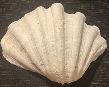 Giant Clam Shell Tridacna Gigas  11" x 8”