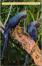 Miami Florida Hyacinth Macaws Parrot Jungle Red Road Vintage Postcard 