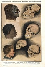 Stampa antica ANTROPOLOGIA ANATOMIA CRANIO UMANO e GORILLA 1910 Antique print