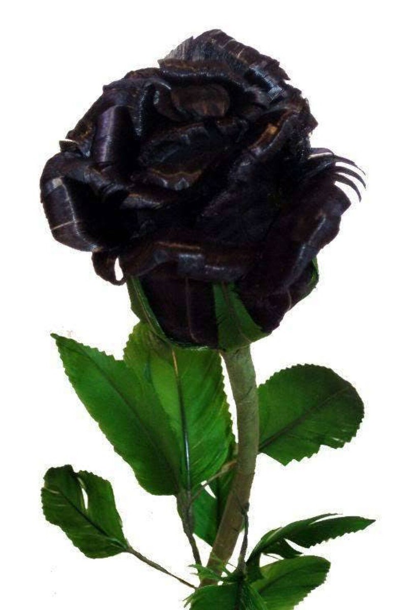 5 BLACK ROSE Rosa Bush Shrub Perennial Flower Seeds *Flat S/H | eBay