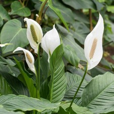 T&M Spathiphyllum (Peace Lily) Torelli Air So Pure 9cm Potted Indoor House Plant