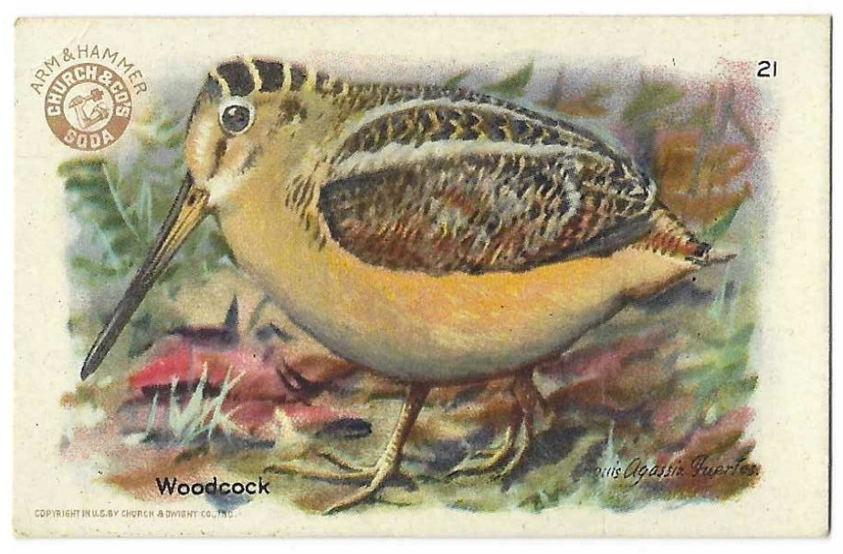 Woodcock Series No 4 Bird Card Arm & Hammer Church & Dwight #21