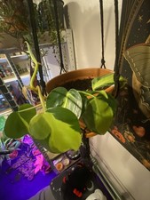 Philodendron Brazil Marble Variegated Aroid In Clay Pot