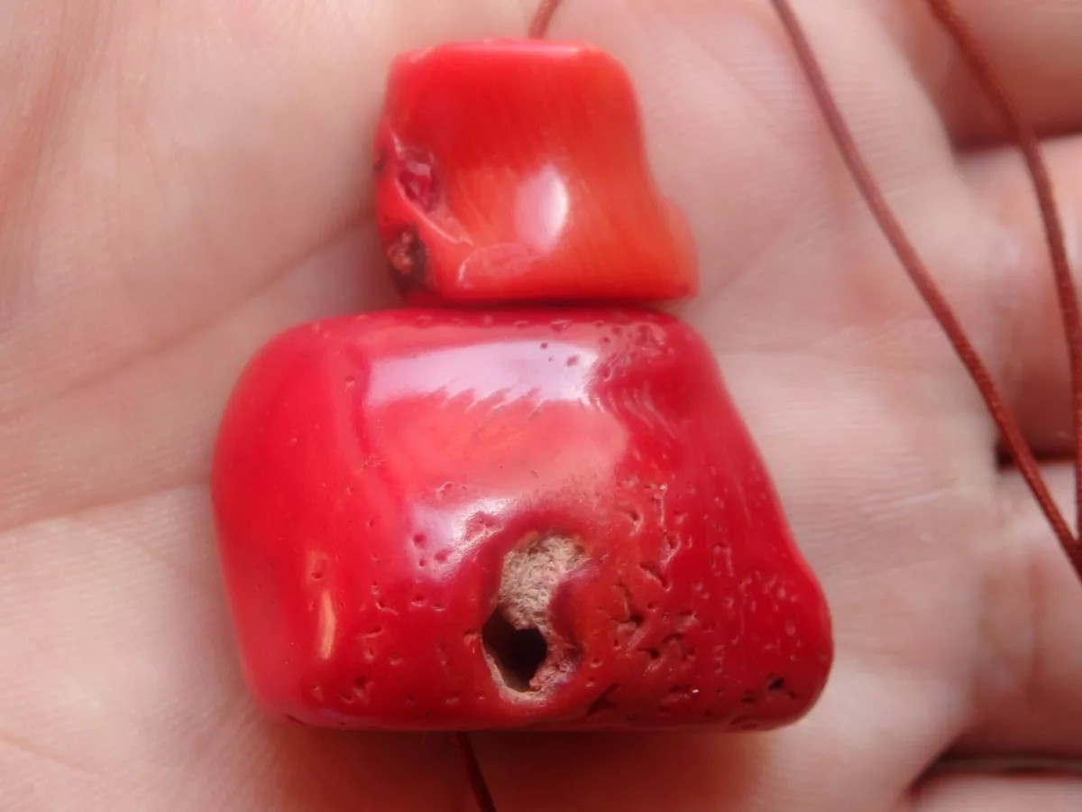 Red shop bamboo coral