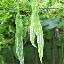 Buag Ngu Snake Gourd |Chichinda Padwal Green Bitter Melon Luffa Squash Seed 2025