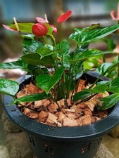Coconut Husk dry chips 100 natural Organic Fiber Orchids Anthurium Growing SL
