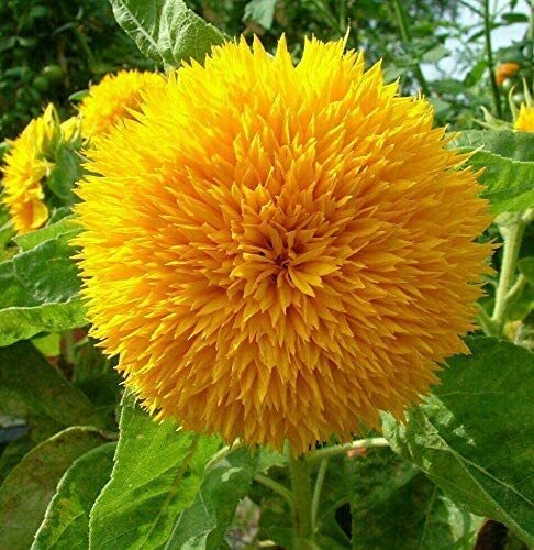 Sunflower Lemon Queen Cut Flower Branching Multiple Flowers Non Gmo 50