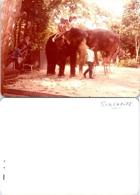 Trainer taking kids on an Elephant Ride Singapore Zoo Vintage Found Photo V4653