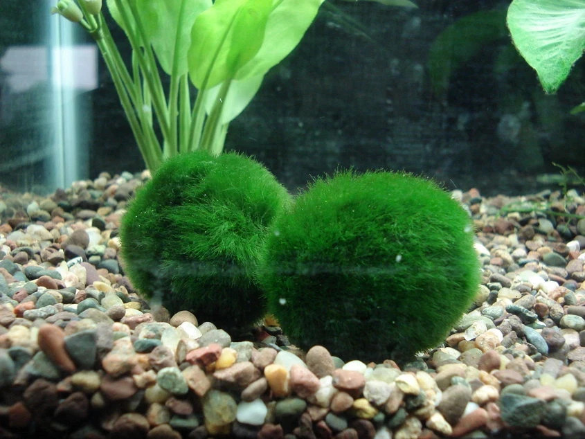 Cladophora 2-3cm pianta vera per acquario d'acqua dolce, marimo, alga palla