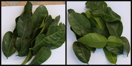 (20) Leaves Thai Kaffir Lime Citrus Hyst Makrut Gourmet Food Herbs Fresh Picked
