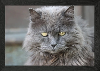 Gerahmtes Wandbild Poster Leinwanddruck Bild Katze Katzen Katze