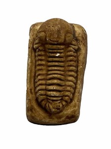 Vintage Gravicalymene Fossil Paleontological Replica Fossil