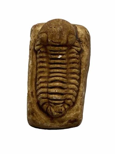 Vintage Gravicalymene Fossil Paleontological Replica Fossil