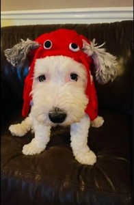 Dog / Cat Pet Red Lobster Crayfish Dress Up Costume Size Large