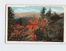 Postcard Azalea In Bloom In The Great Smoky Mountains National Park  USA