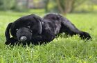 New Listing45" E&J Prima Classic Black Labrador Retriever Dog Huge Realistic Stuffed Animal