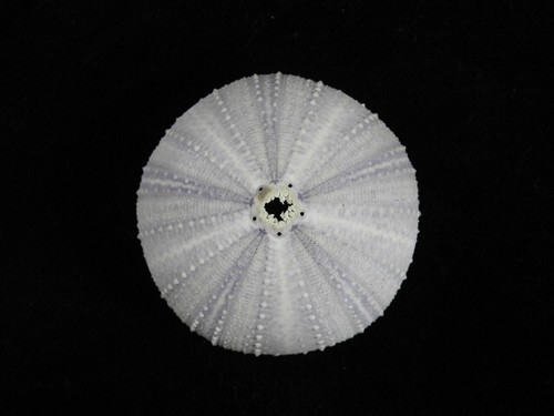 Seashell Echineus sp. 55 mm ID#7636 - Imagen 1 de 3
