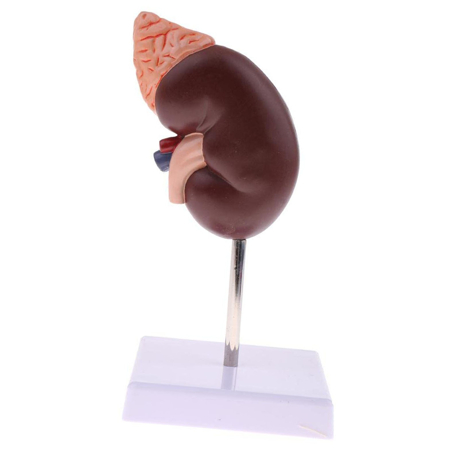 Kidney Model Anatomy Normal Human Anatomical Teaching Doctors Office Educational
