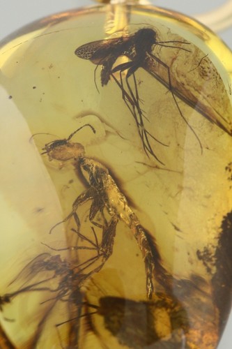 3 Fossil INSECTS Genuine BALTIC AMBER Gold Plated Silver Pendant 0.8g 250430-8 - Picture 7 of 7