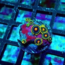 WYSIWYG - Ultra Zoas Frag