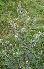 2 x Mugwort Plants 9cm Pot | Artemisia vulgaris |
