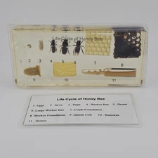 Lifecycle of a Honey Bee Science Classroom Specimens for Science Education