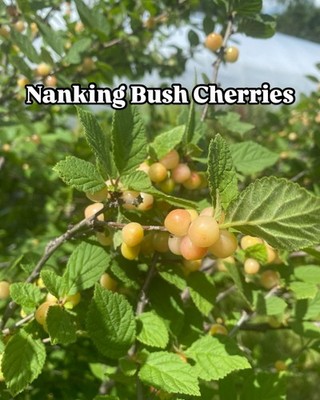 1 Nanking White sweet bush cherry plant. Zones 2-7. Not self. IAN, JULES or GABE