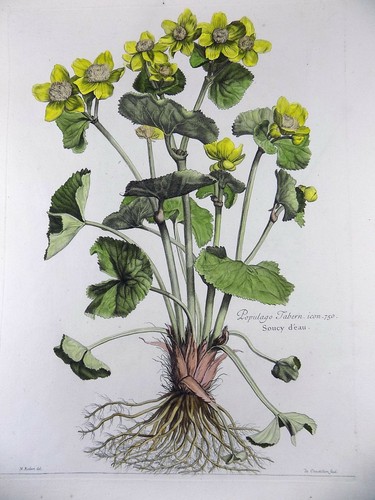 Nicholas Robert (1610-1684) - Soucy d'eau - Botanical Rarissimum 54cm - Picture 3 of 8