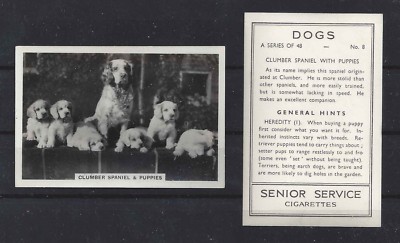 1939 UK Dog Photograph Senior Service Cigarette Card CLUMBER SPANIEL Family Pups