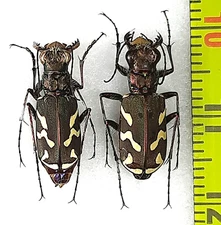Carabidae, Cicindela (Cicindela) nordmanni pannonica pair A1, S. Ukraine