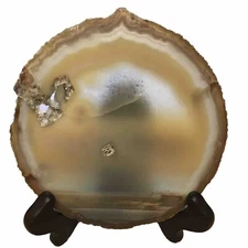 Natural Petrified Wood Polished Rock Slab Slice Agate Bark Crystal Beige 6”x6”