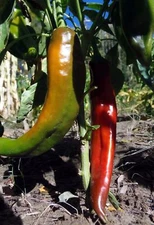 Ms Junie Hot Chile Pepper Seeds, Hatch NuMex, NON-GMO, Red Chili Sauce
