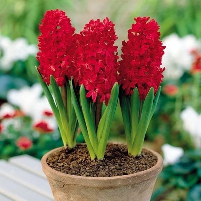 Daffodils White Lion of The Most Beautiful | Flower Pack of 4 Bulbs for garden