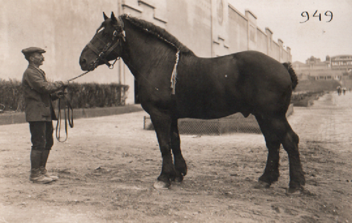 Carte-photo Cheval retenu par un palefrenier.